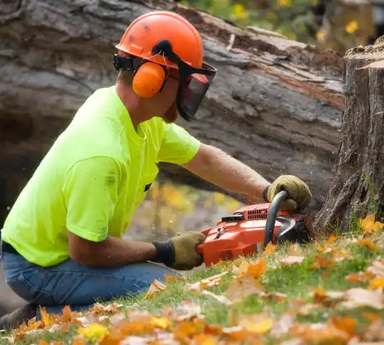 tree services Princeton Meadows